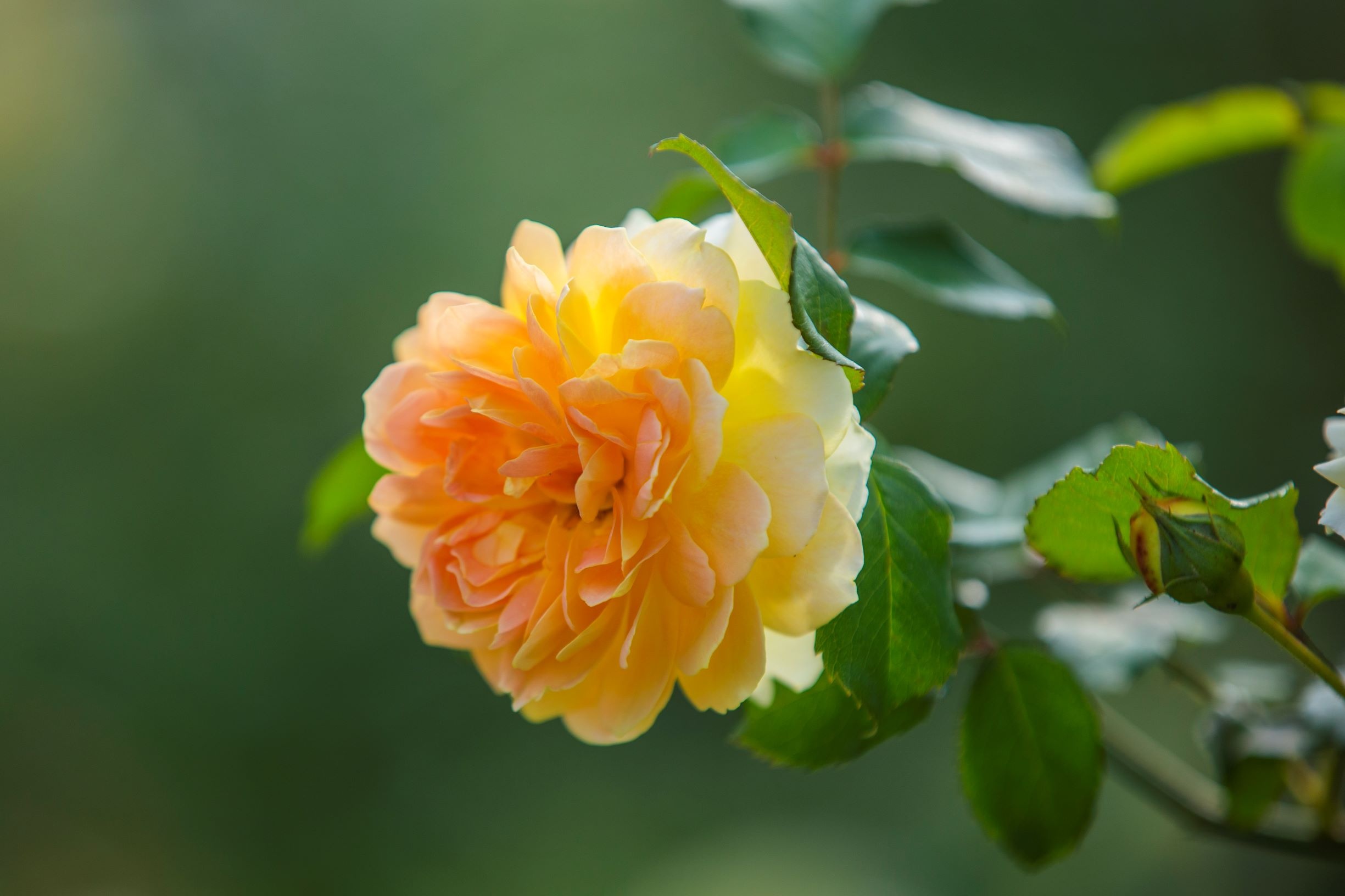 thung lung hoa hong anh 6