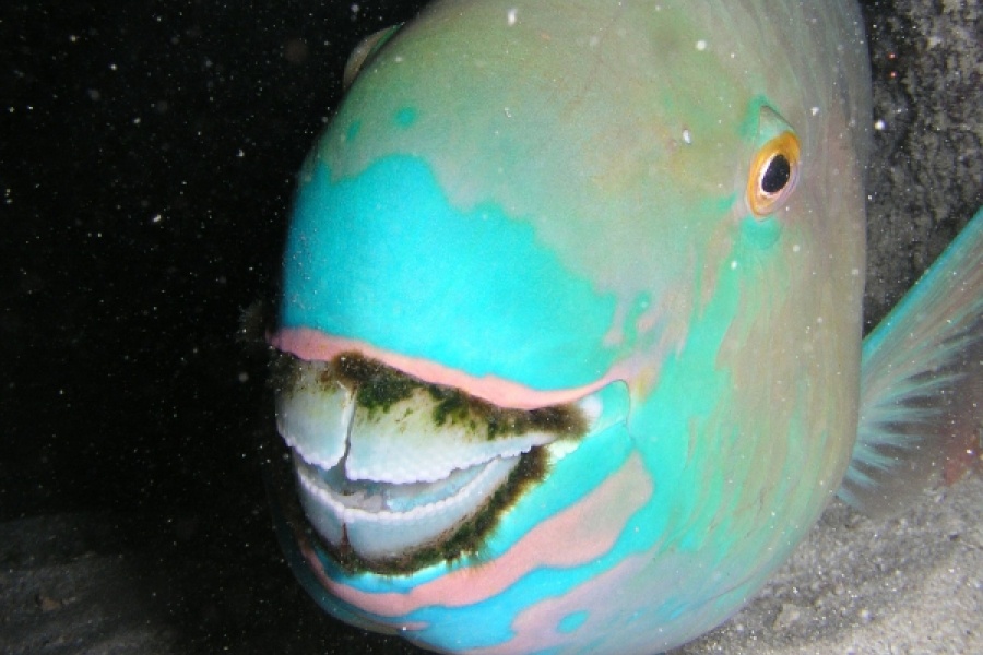 Ca vet duoc dan mang Viet bao ve co the cuu dai duong? hinh anh