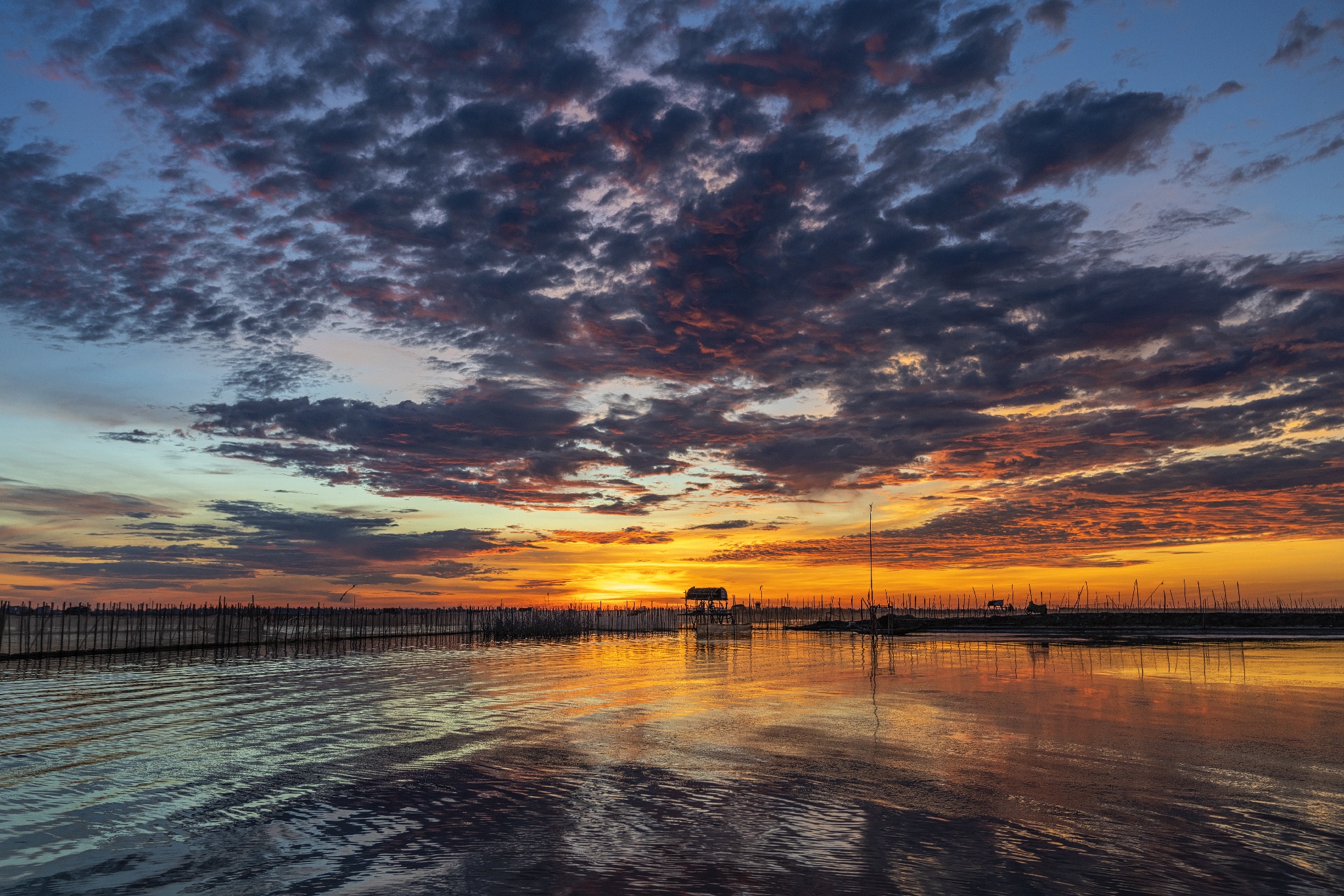 dam chuon o dau anh 1