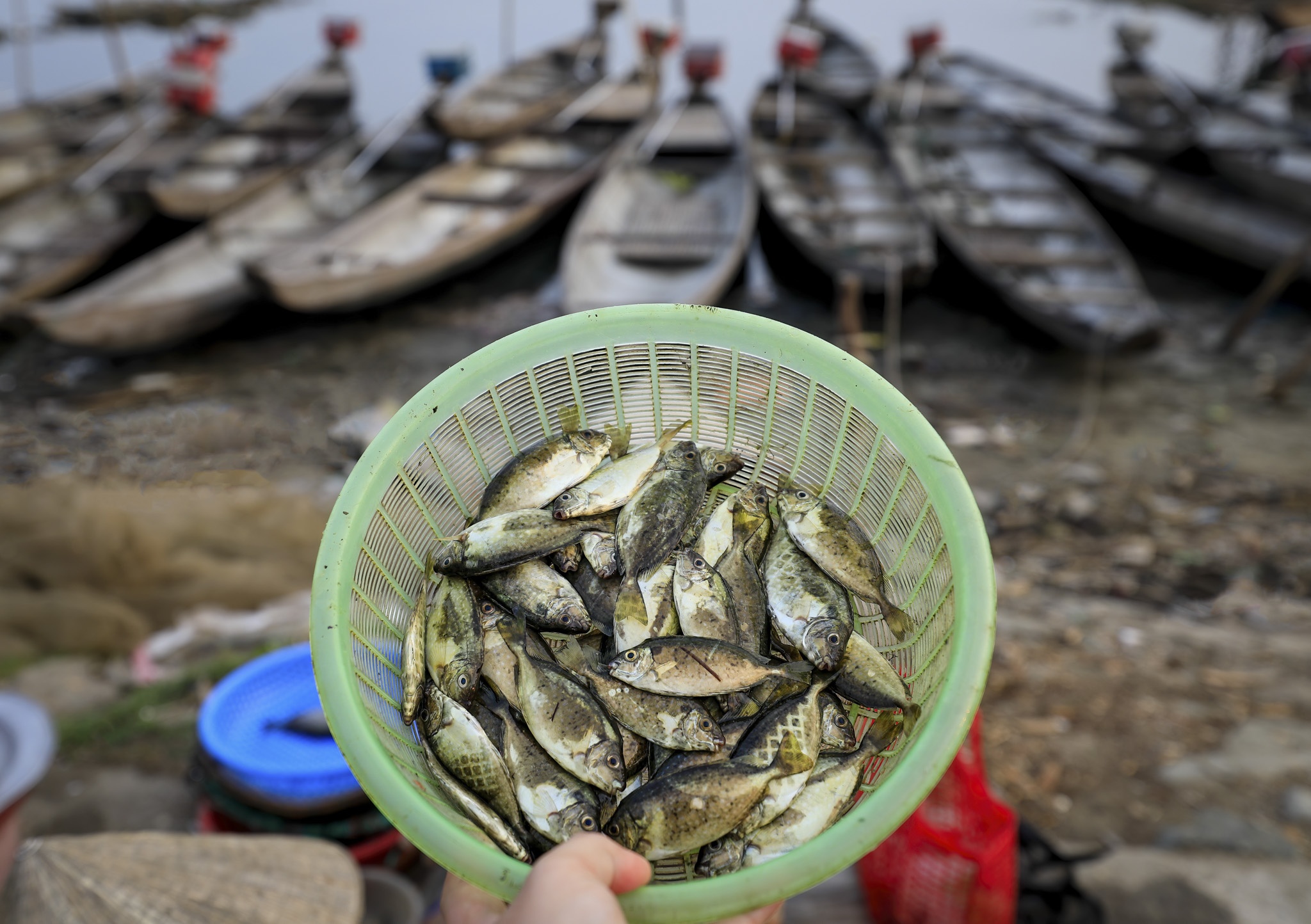 dam chuon o dau anh 26