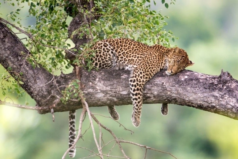 Lanh dia hiem hoi cua dong vat hoang da tren the gioi hinh anh
