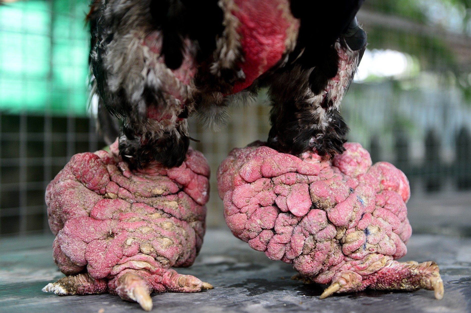 An thu chan ga Dong Tao nau thuoc bac hinh anh