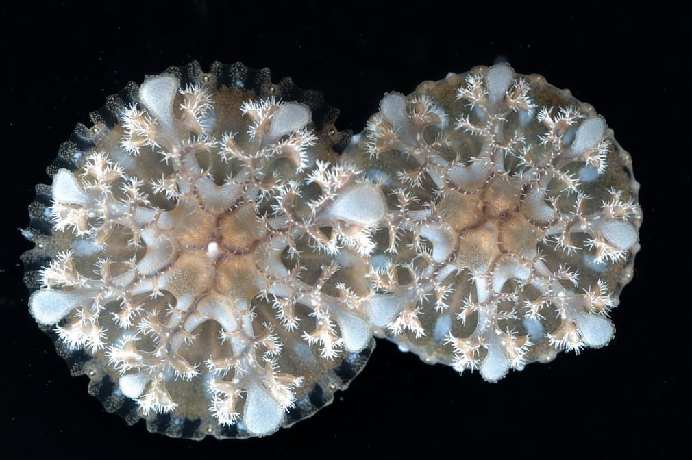 loài sứa độc ảnh 7 loai sua doc anh 7