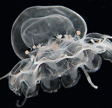 loài sứa độc ảnh 9 loai sua doc anh 9