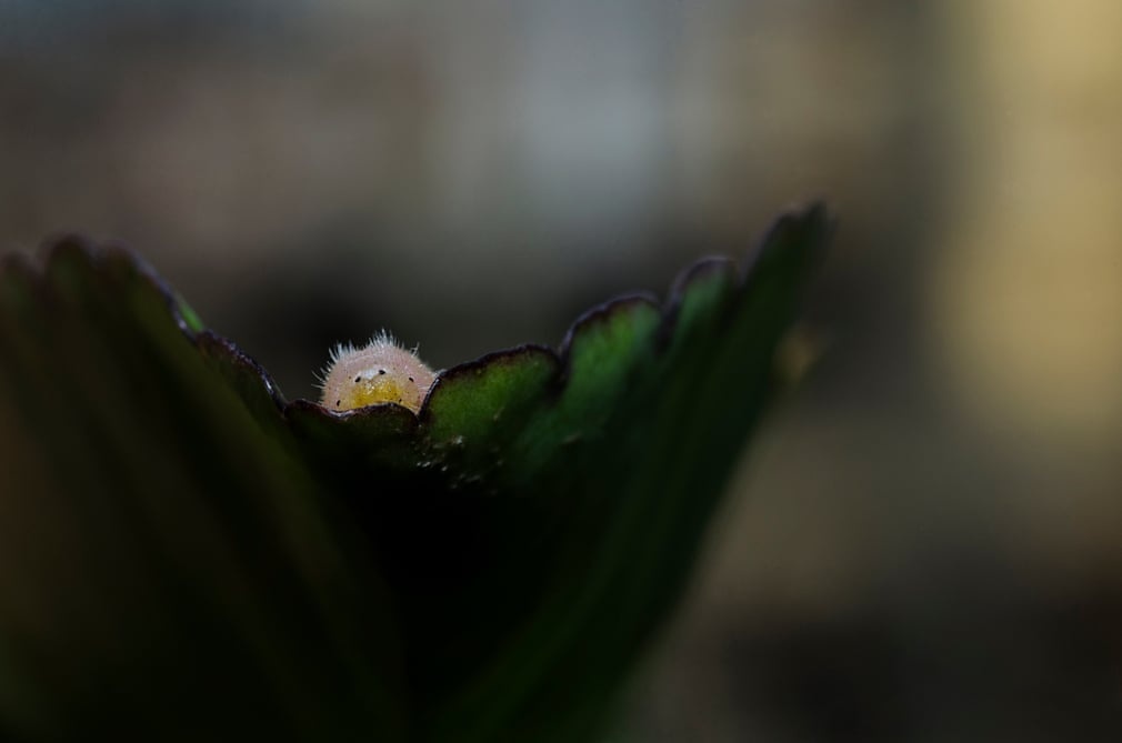 vong doi cua buom anh 6