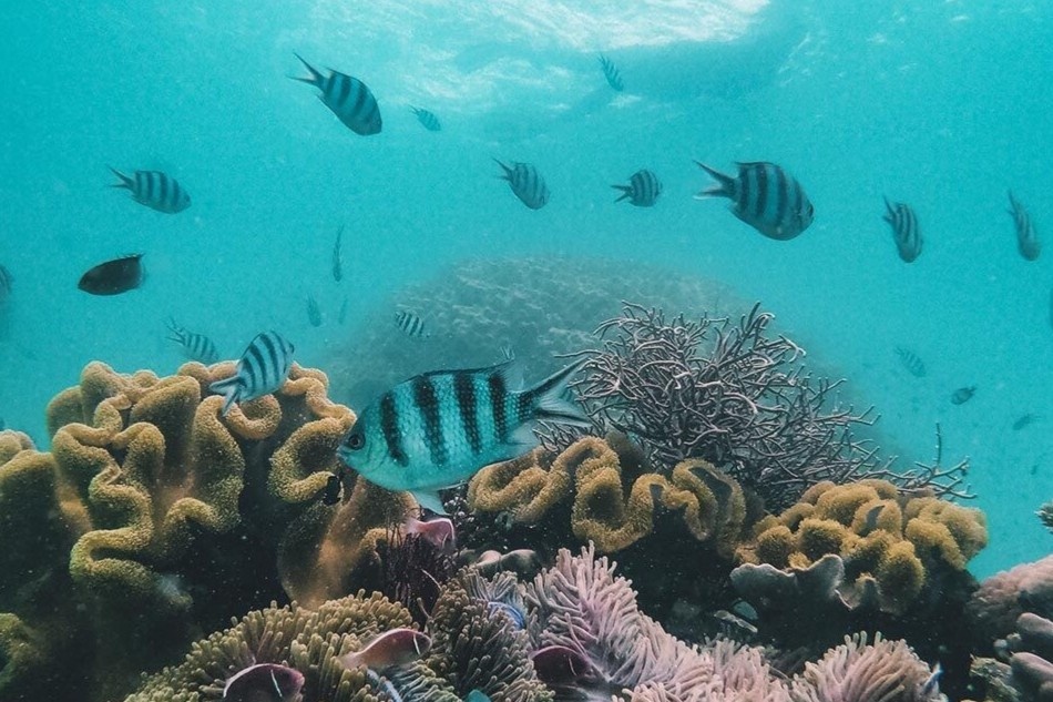 The gioi san ho ruc ro sac mau tai Phu Quoc hinh anh