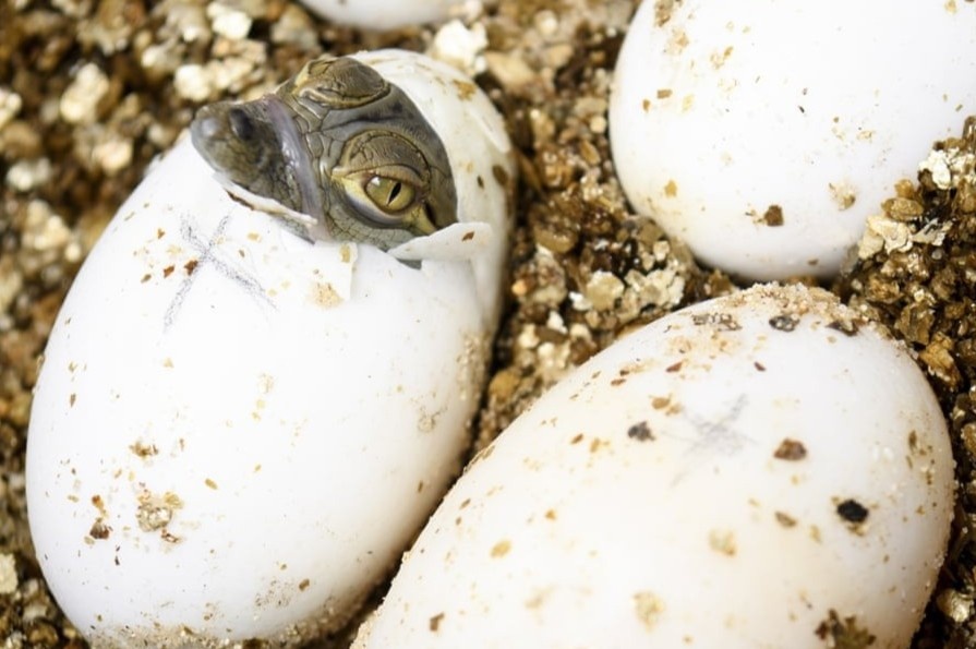 Ca sau con mo mat vao top anh dong vat dep nhat the gioi hinh anh