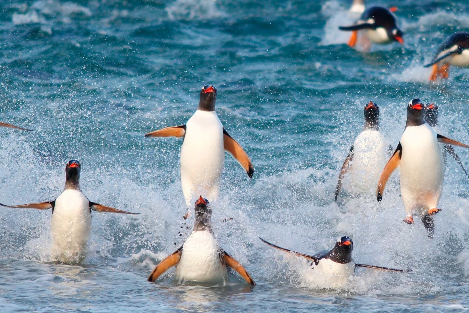 Hon dao chi co 2 nguoi song cung 10.000 con chim canh cut hinh anh