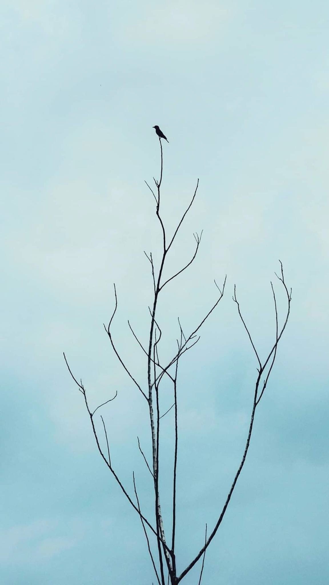 nhiếp ảnh tối giản ảnh 6 nhiep anh toi gian anh 6