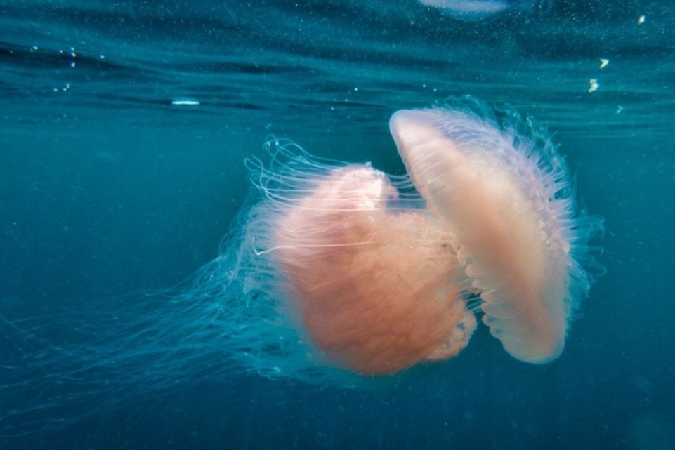 Lan bien, bat sua bang tay khong o Phu Yen hinh anh