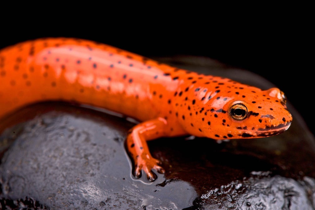 dong vat mau lanh anh 7