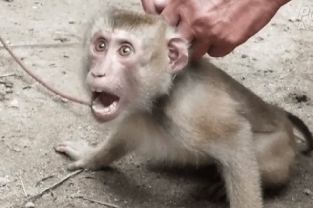 Nhung con khi bi bat hai dua, phuc vu nguoi o Thai Lan hinh anh