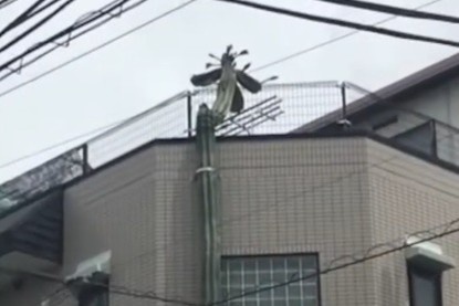 Cay xuong rong cao hon toa nha 3 tang o Nhat Ban hinh anh