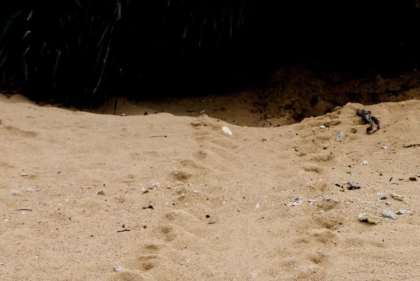 xem rua de trung o con dao anh 5