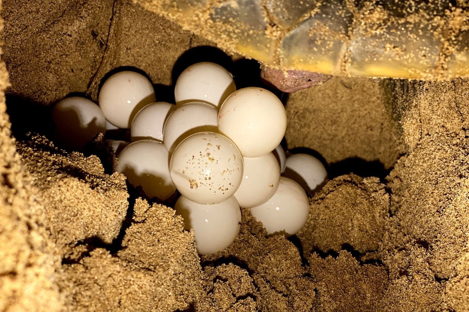 xem rua de trung o con dao anh 6