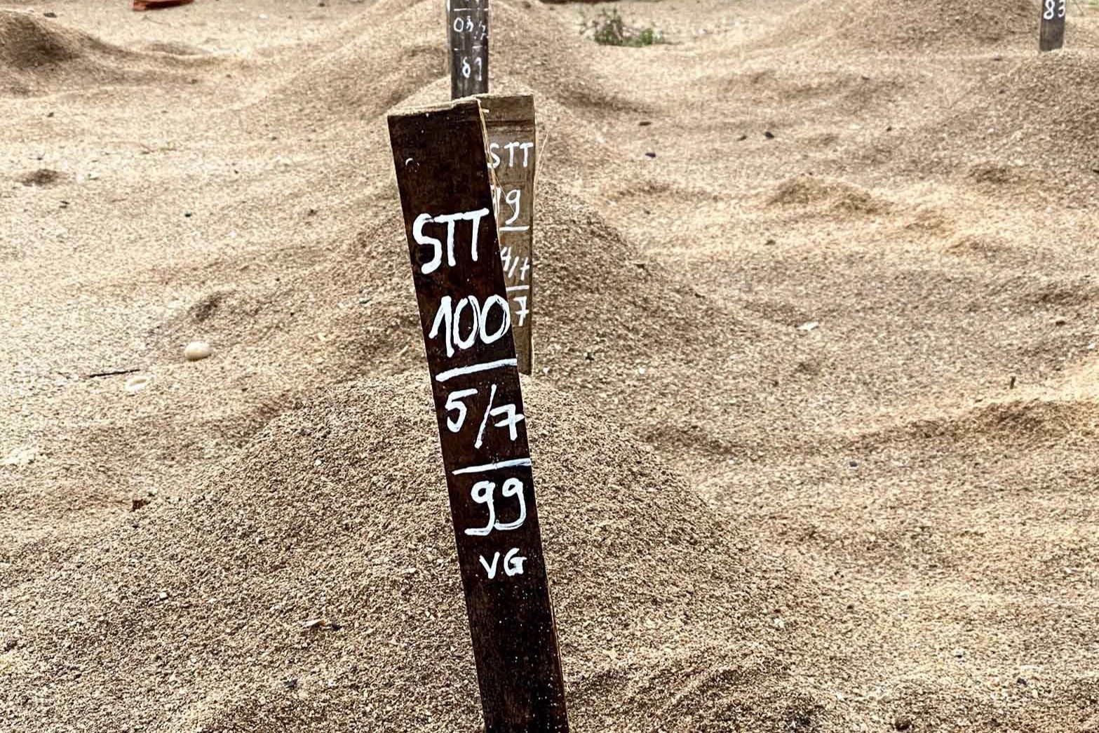 xem rua de trung o con dao anh 9