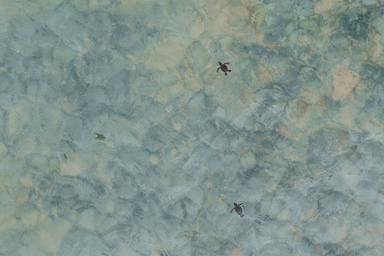 xem rua de trung o con dao anh 15