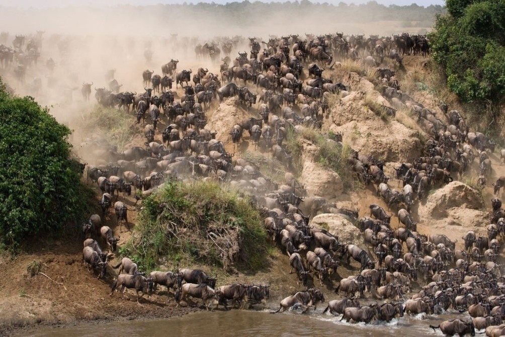 Cuoc di cu hoanh trang nhat the gioi cua nghin con linh duong dau bo hinh anh