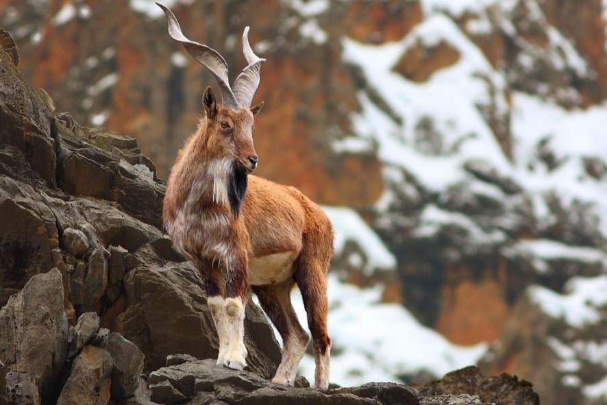 dê núi markhor ảnh 8 de nui markhor anh 8