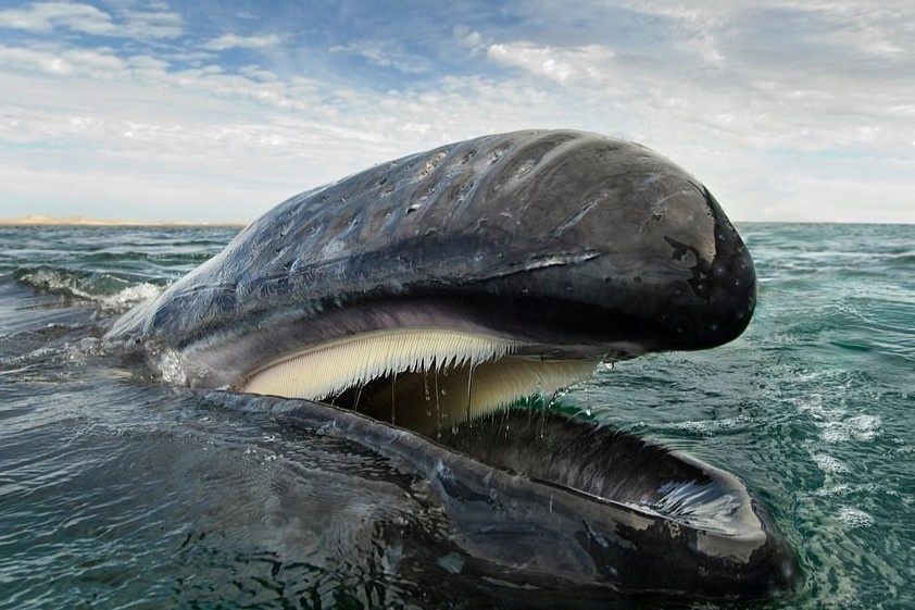 Ca voi khong lo qua ong kinh cua tho lan hai quan Hoang gia Anh hinh anh