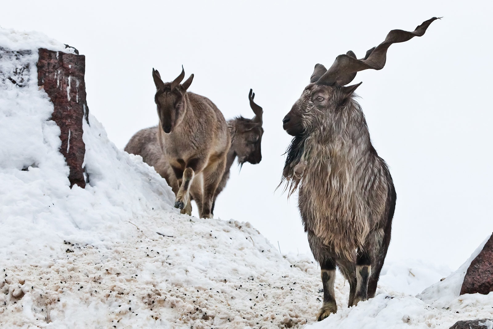 dê núi markhor ảnh 4 de nui markhor anh 4