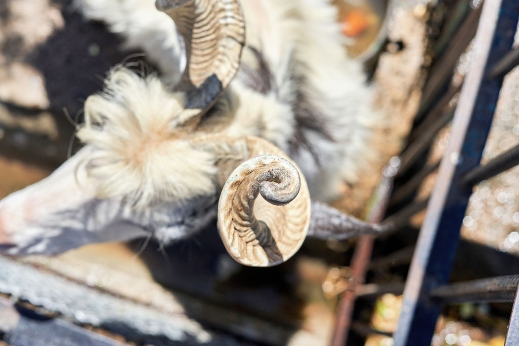dê núi markhor ảnh 2 de nui markhor anh 2