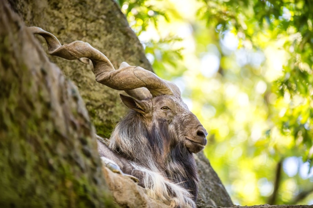 dê núi markhor ảnh 3 de nui markhor anh 3