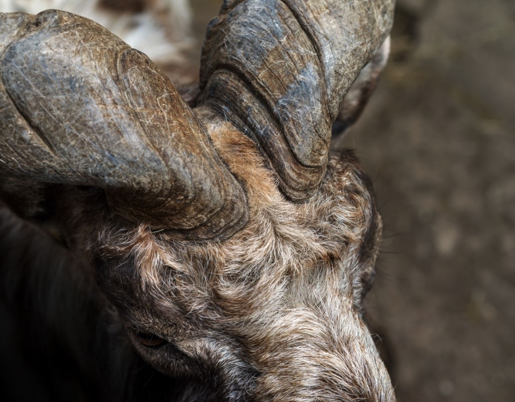 dê núi markhor ảnh 5 de nui markhor anh 5