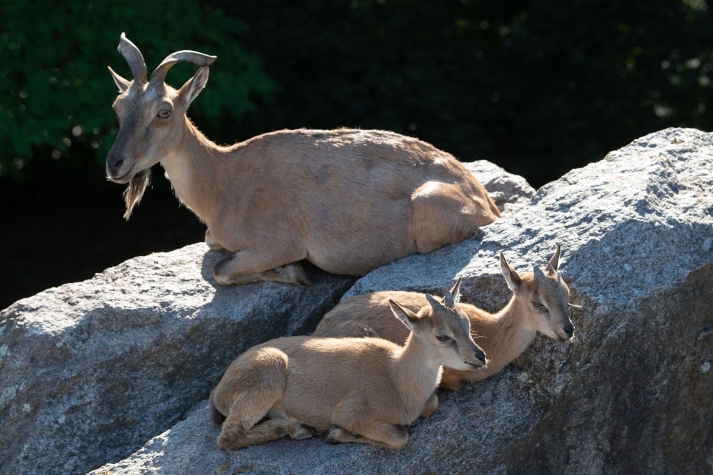dê núi markhor ảnh 6 de nui markhor anh 6