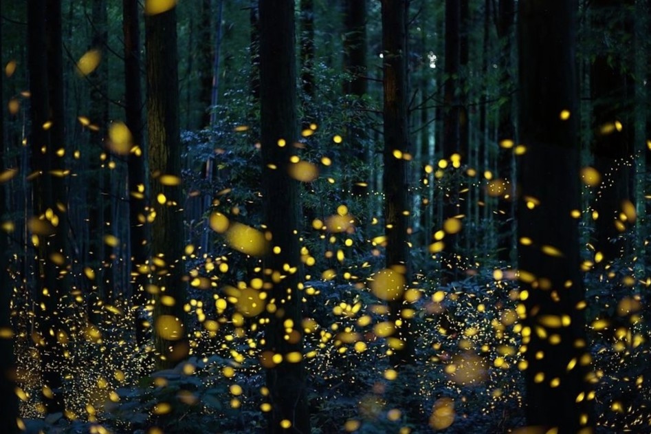 Rung dom dom lung linh nhu xu co tich hinh anh