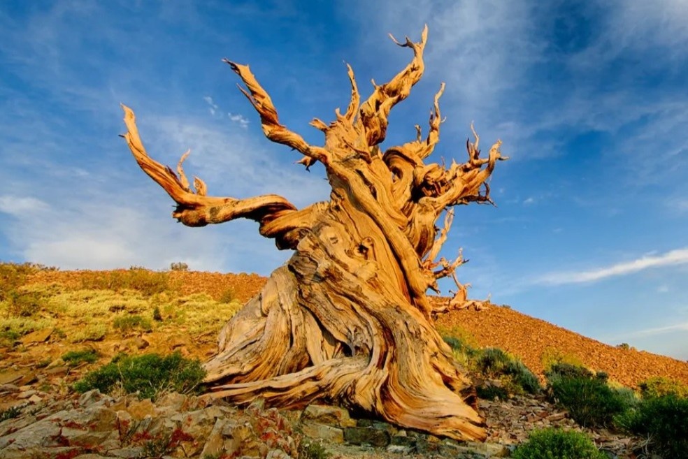 6 cay co thu lau doi nhat Trai Dat hinh anh