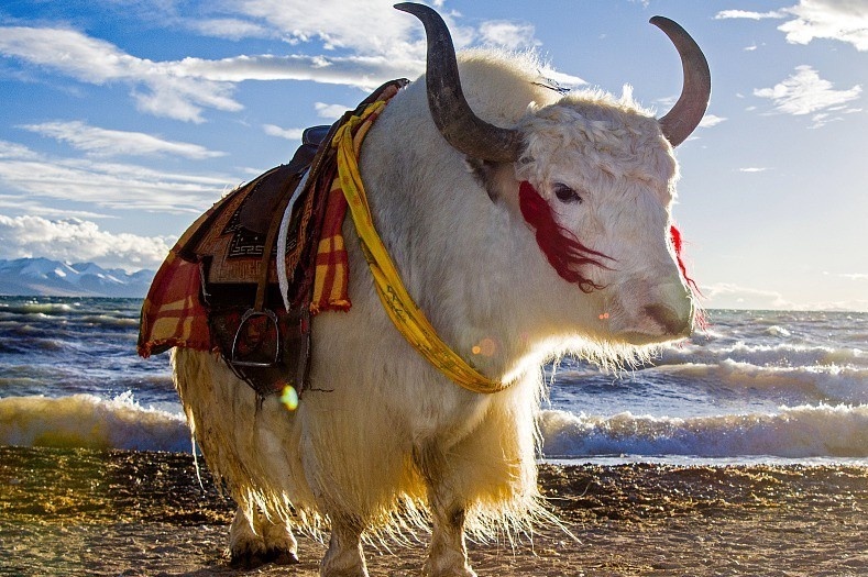 Thit bo huyen thoai cua nguoi Tay Tang hinh anh