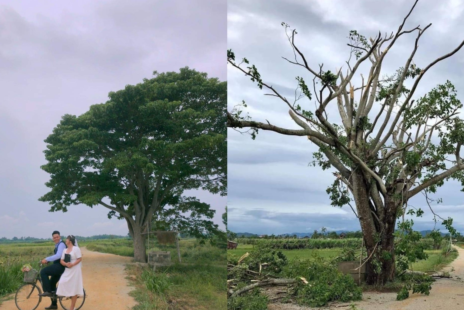 Cay co don o Hue trui la vi bao so 5 hinh anh