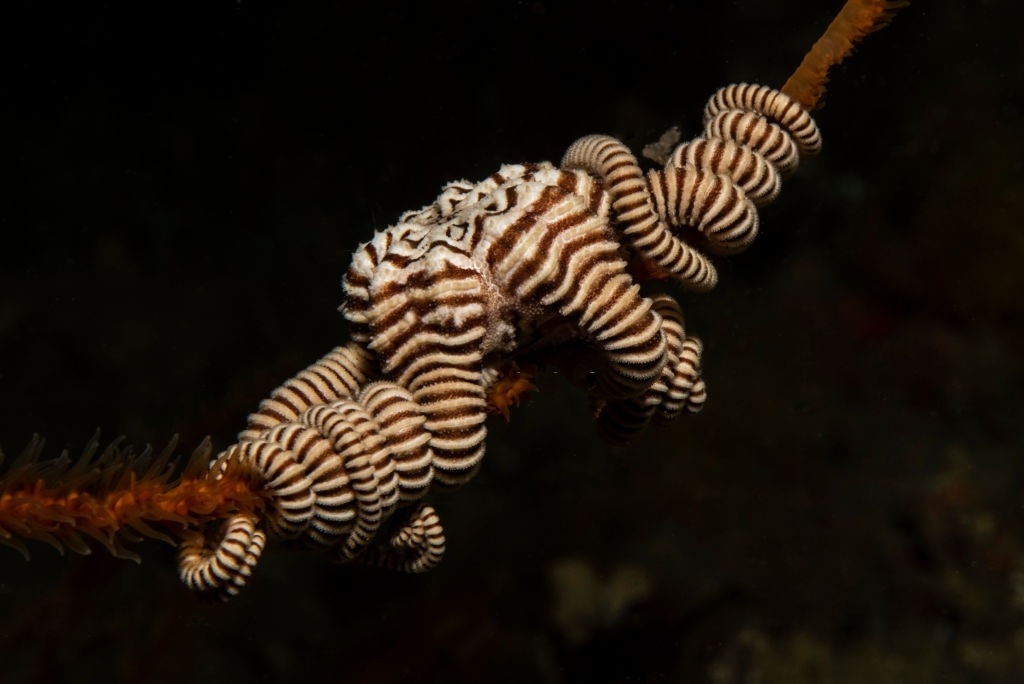 Nhung sinh vat duoi day dai duong hinh anh