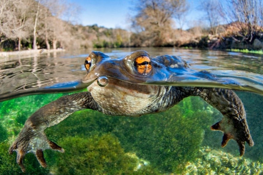 Anh 'coc boi' thang giai chup can canh cua nam hinh anh