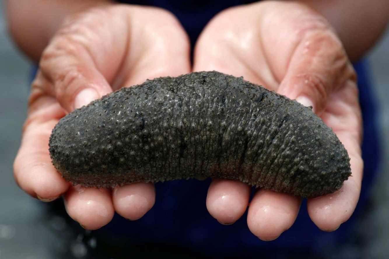 An thu dac san hai sam Phu Quoc hinh anh