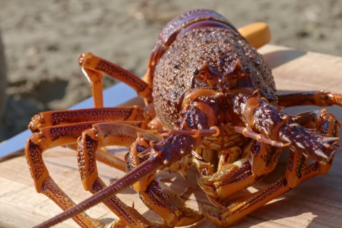 Vua dau bep lan bien bat tom hum hinh anh