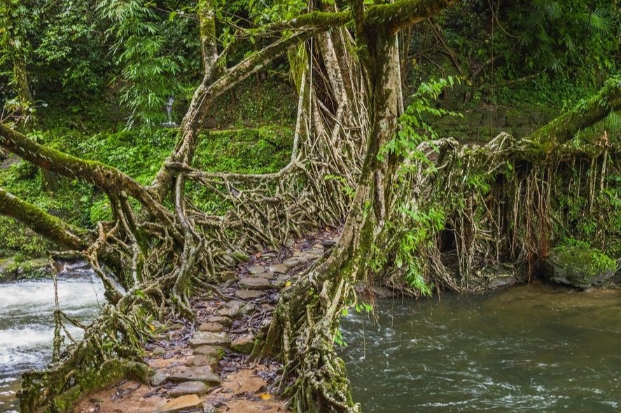 Loat cau re cay hon 500 tuoi hinh anh