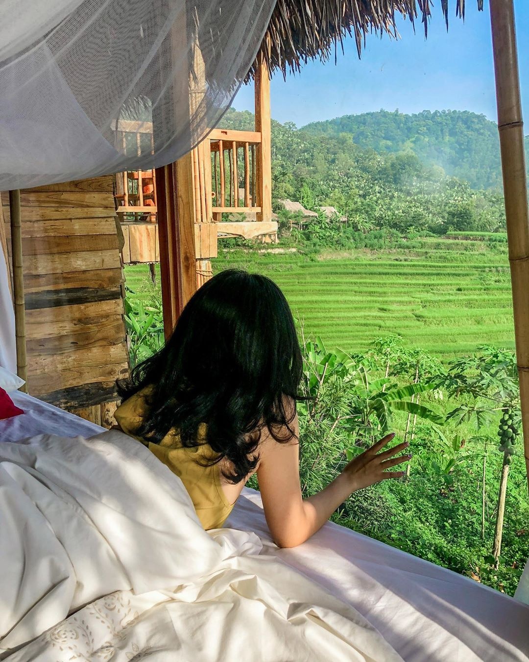 mùa lúa pù luông ảnh 3 mua lua pu luong anh 3