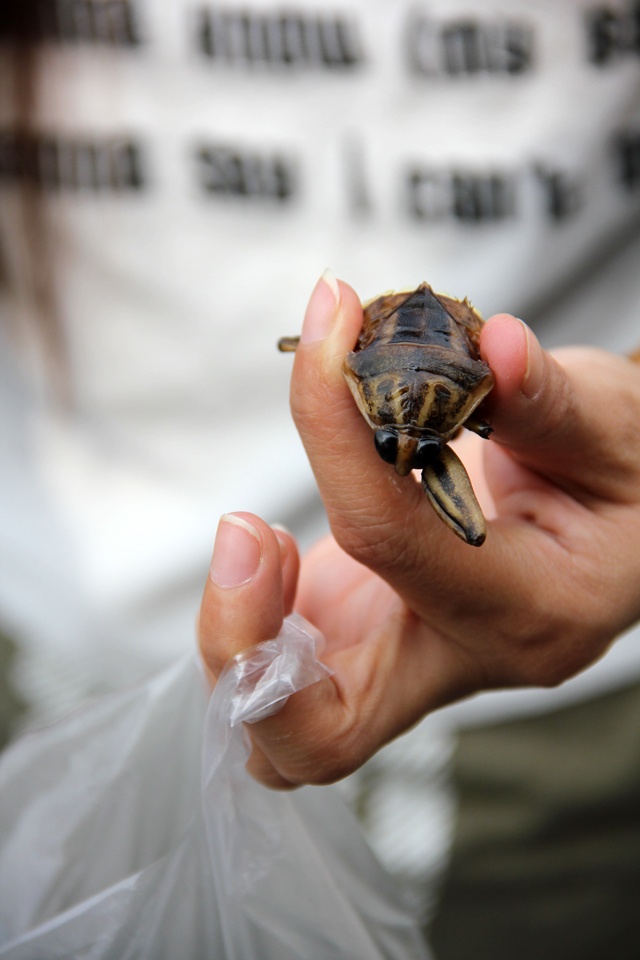 bọ nước khổng lồ ảnh 4 bo nuoc khong lo anh 4