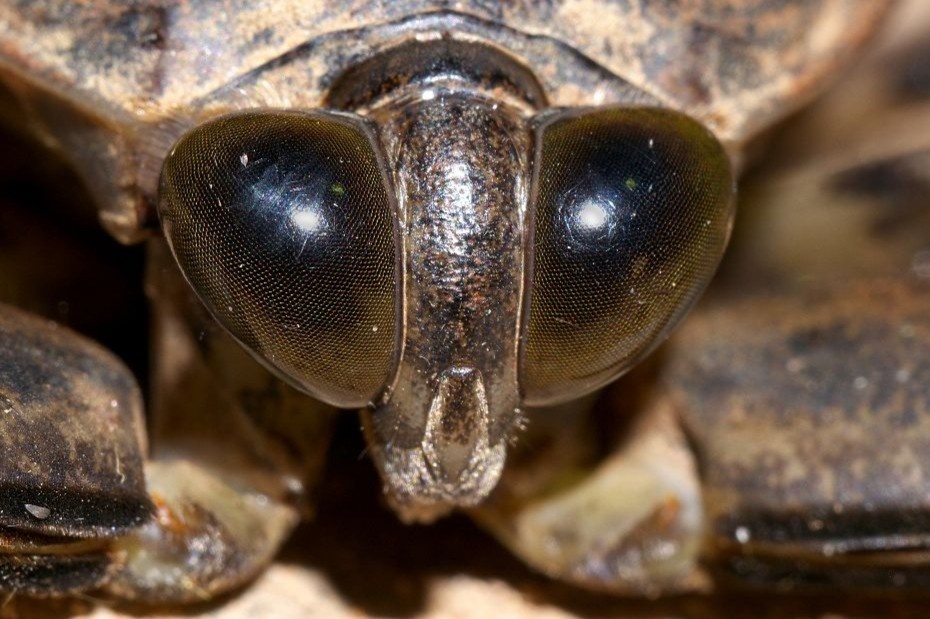 An bo khong lo o Thai Lan hinh anh