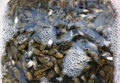 thit chuot viet nam anh 5