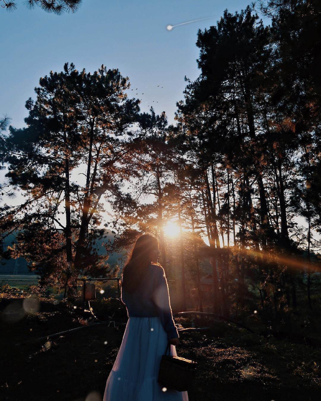 rừng thông đẹp ảnh 7 rung thong dep anh 7