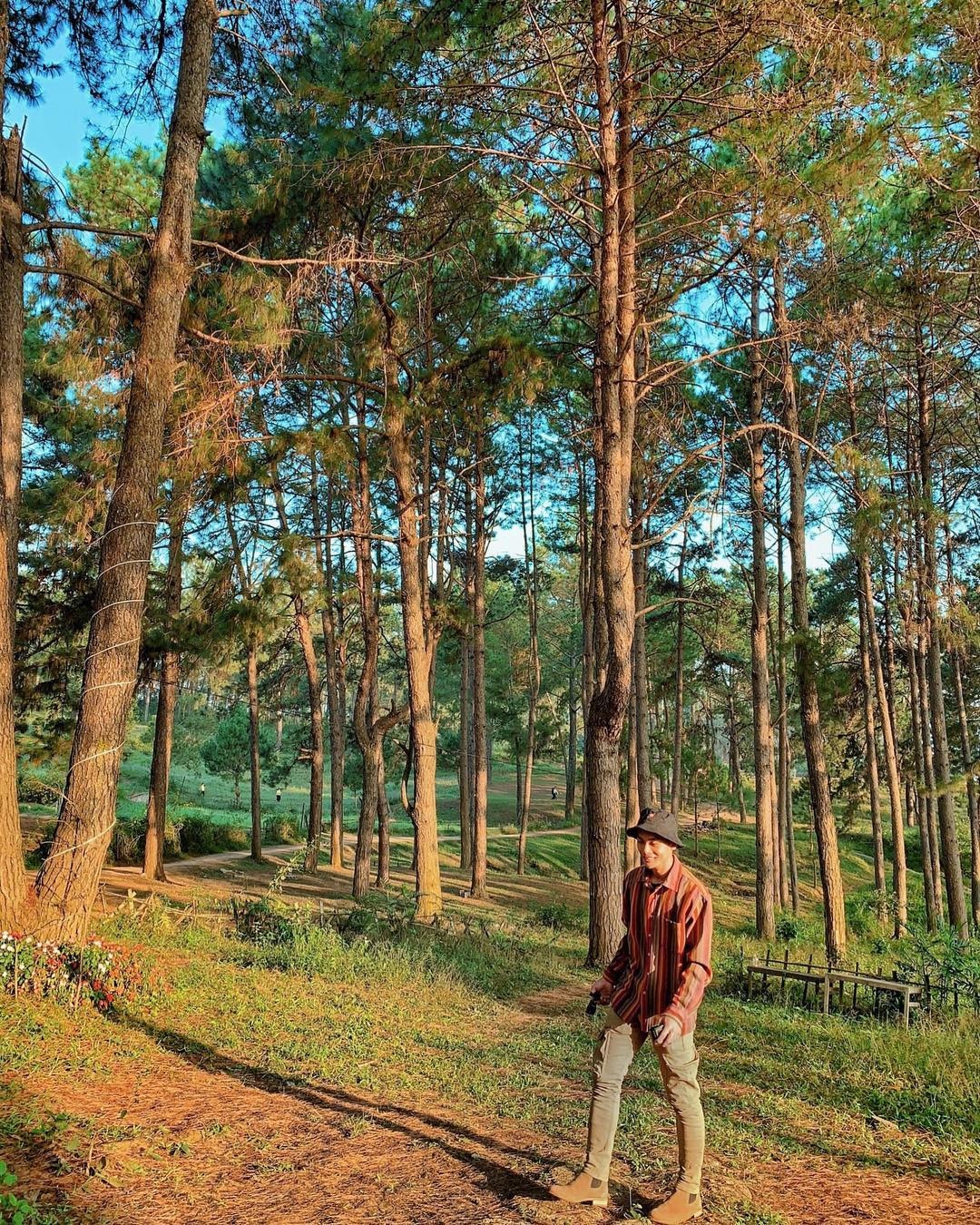 rừng thông đẹp ảnh 6 rung thong dep anh 6