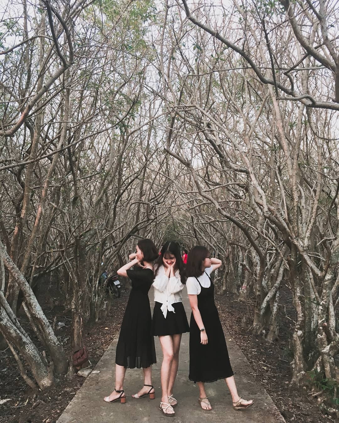 rừng thông đẹp ảnh 3 rung thong dep anh 3