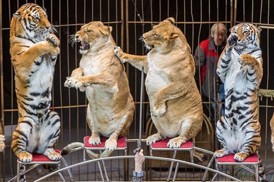 So phan cua ho trong cac ganh xiec hinh anh