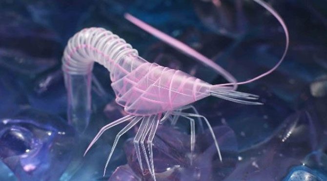 Loai tom bat tu song trong mieng nui lua hinh anh