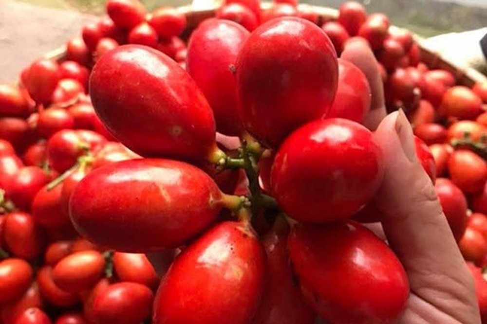 Qua mau la dac san cua tinh nao? hinh anh