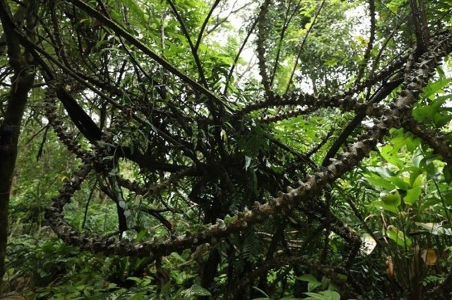 Loai cay duoc vi nhu rong bay o Trung Quoc hinh anh