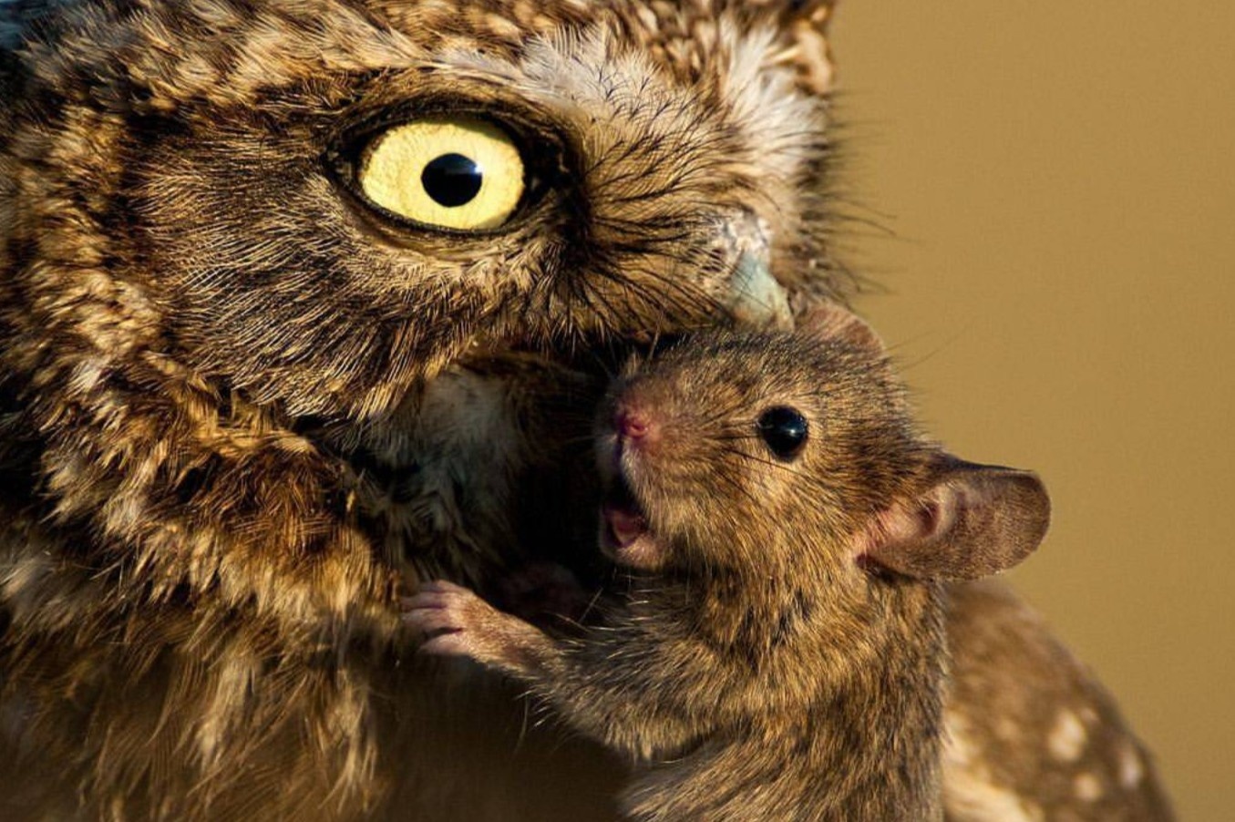 Cach diet chuot cua nguoi Nhat hinh anh